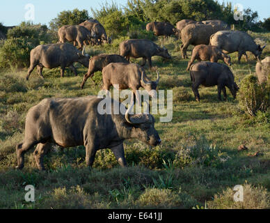 Le cap des buffles (syncerus caffer), l'Addo Elephant National Park, Eastern Cape, Afrique du Sud Banque D'Images