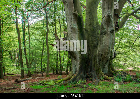 Vieux Hêtre européen ou le hêtre commun (Fagus sylvatica), Urwald Sababurg, forêt vierge, Hesse du Nord, Hesse, Allemagne Banque D'Images