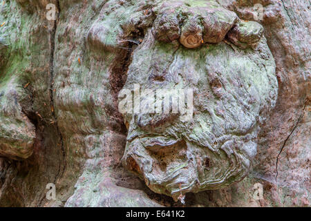 La croissance sur un vieil arbre qui ressemble à un visage, Urwald Sababurg, forêt vierge, Hesse du Nord, Hesse, Allemagne Banque D'Images