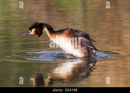 Grèbe huppé (Podiceps cristatus) secouer plumage, Hesse, Allemagne Banque D'Images