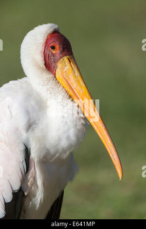 Yellowbilled Yellowbilled Wood-Stork Mycteris, 32034 Fernandina Beach (ibis). Portrait d'adulte. Parc national du lac Nakuru, Kenya Banque D'Images