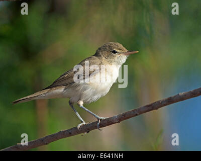 Olivaceous Warbler (Hippolais pallida) perché sur une branche. Allemagne Banque D'Images