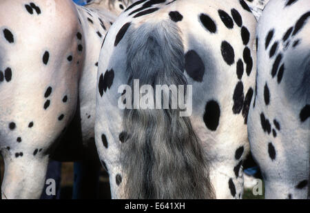Chevaux Noriker, Norico-Pinzgauer. Quartiers arrière de tree-spotted leopard les chevaux. Allemagne Banque D'Images
