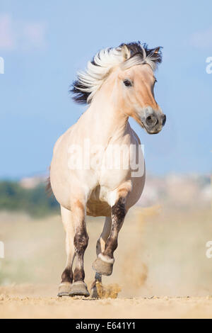 Norwegian Fjord Horse. Hongre Dun sur un pâturage galopante. Italie Banque D'Images