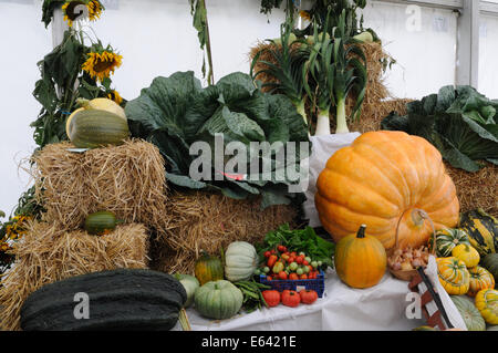 Un écran de légumes colorés lors d'une exposition horticole Glamorgan Wales Cymru UK GO Banque D'Images