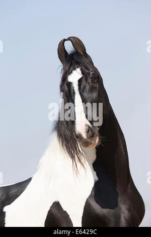 Chevaux Marwari. Portrait d'un piebald étalon. L'Inde Banque D'Images