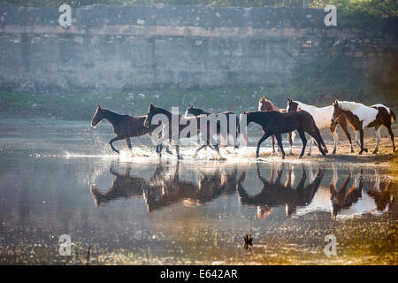 Chevaux Marwari. Troupeau de juments de marcher dans l'eau. L'Inde Banque D'Images