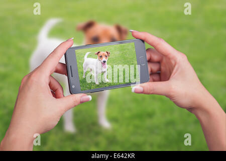 Jack Russel sur pelouse verte Banque D'Images
