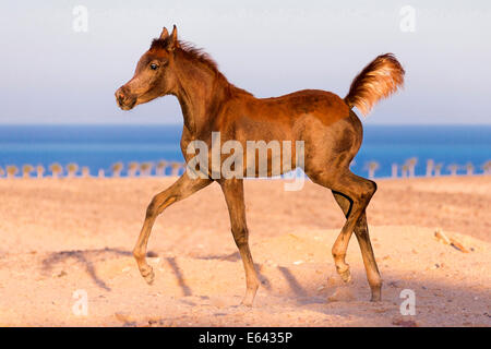 Cheval Arabe. Pouliche poulain trottant dans le désert. L'Égypte Banque D'Images