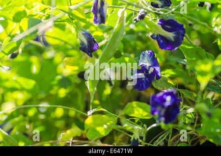 Pigeonwings asiatique couleur pourpre violet fleurs dans la nature Banque D'Images