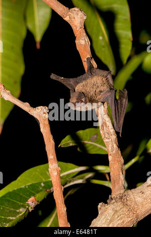 Pipistrelle de Kuhl (Pipistrellus kuhlii), Banque D'Images