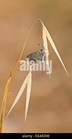 Jewel Chilades trochylus (herbe ou Freyeria trochylus) papillon photographié en Israël en mai Banque D'Images