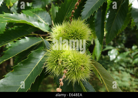 Sweet chestnut Castanea sativa sauvages Uk Banque D'Images