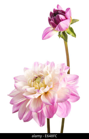 Dahlias. Deux fleurs rose isolé sur fond blanc Banque D'Images