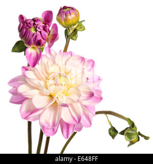 Dahlias. Fleurs rose isolé sur fond blanc Banque D'Images