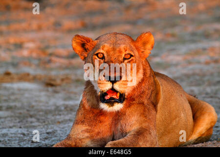 Lion pride & repos nettoyage autour d'un trou d'après le succès de la chasse aux nuits froides, stare avec ces yeux d'or Banque D'Images