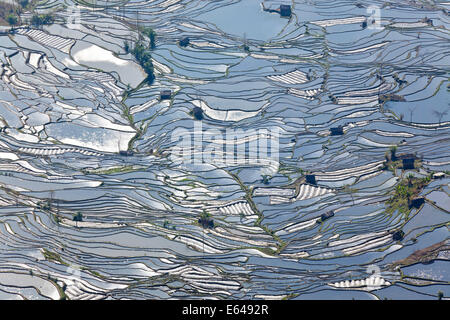 Réflexions de l'eau remplie des terrasses de riz, Yuanyang County, Honghe, Province du Yunnan, Chine Banque D'Images