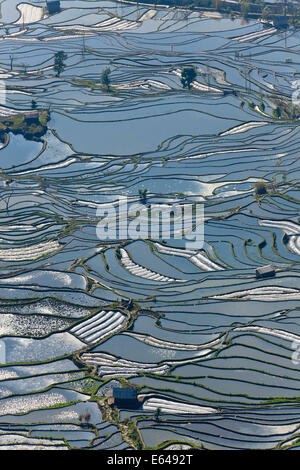 Réflexions de l'eau remplie des terrasses de riz, Yuanyang County, Honghe, Province du Yunnan, Chine Banque D'Images