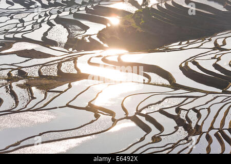 Des reflets sur les terrasses de riz remplis d'eau, Yuanyang County, Honghe, Province du Yunnan, Chine Banque D'Images