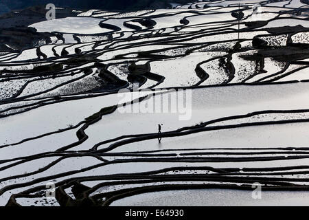 Des reflets sur les terrasses de riz remplis d'eau, Yuanyang County, Honghe, Province du Yunnan, Chine Banque D'Images