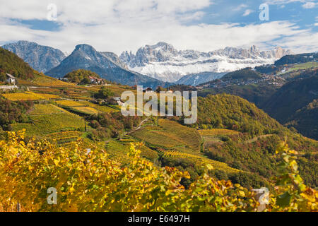 Vignes près de Bolzano, Trentin-Haut-Adige, Italie Suedtirol Banque D'Images
