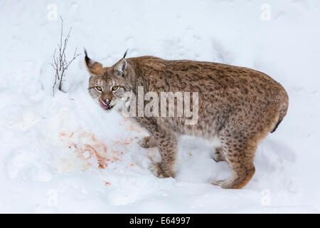 Lynx (Felis lynx) la consommation de proies dans la neige, Finlande Banque D'Images