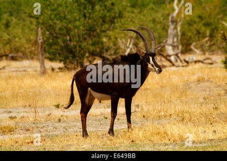 Big Bull de sable sur l'antilope plaines Africaines, exemple magnifique de cette antilope rare sauvages Banque D'Images