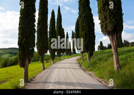 Winding Road, nr Pienza, Toscane, Italie Banque D'Images