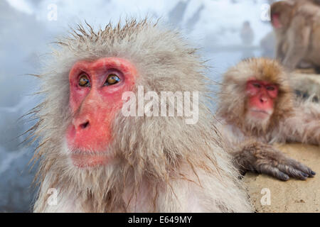 Macaque japonais (Macaca fuscata)/ Snow monkey, Parc National de Joshin-etsu, Honshu, Japan Banque D'Images