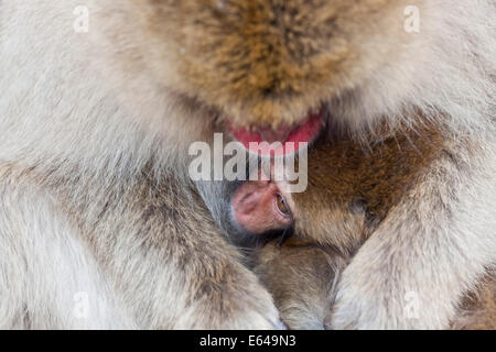Macaque japonais (Macaca fuscata)/ Snow monkey, Parc National de Joshin-etsu, Honshu, Japan Banque D'Images