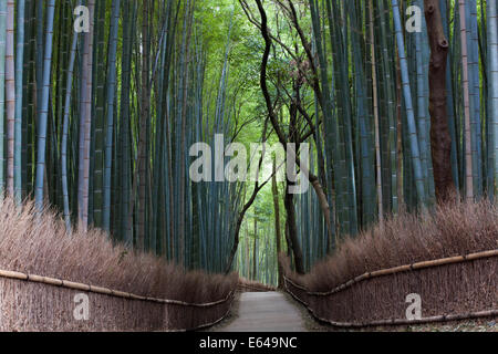 Chemin à travers la forêt de bambou, Kyoto, Japon Banque D'Images