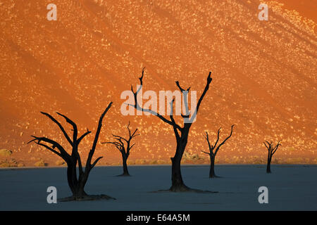 Arbres morts dans l'argile séchée, pan Parc National Namib Naukluft, Namibie Banque D'Images