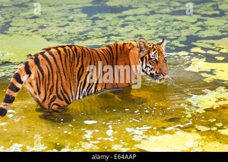 Jeux d'eau des tigres Indochinois, tiger ou Corbett tiger (Panthera tigris corbetti), Thaïlande Banque D'Images