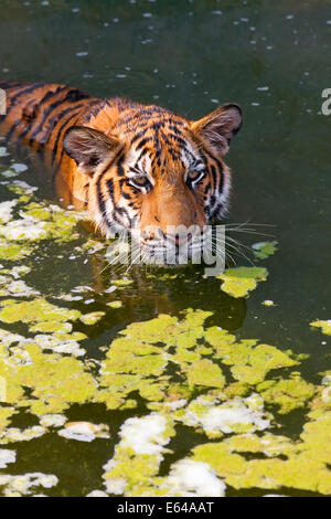 Jeux d'eau des tigres Indochinois, tiger ou Corbett tiger (Panthera tigris corbetti), Thaïlande Banque D'Images