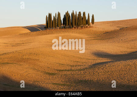 Cyprès de Toscane, près de San Quirico d'Orcia, dans le Val d'Orcia, Toscane, Italie. Banque D'Images