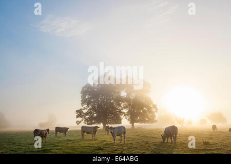 Les vaches dans le champ, le lever du soleil, l'Usk Valley, South Wales, UK Banque D'Images