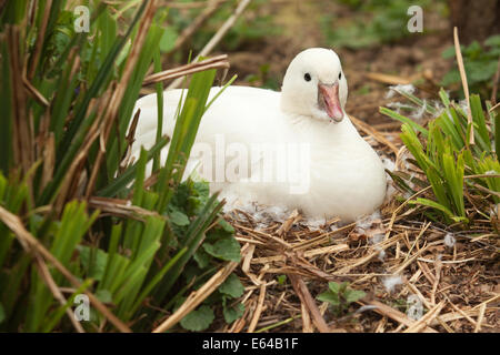 Petit Canard blanc assis sur son nid Banque D'Images