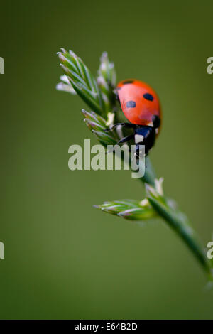 Coccinelle Banque D'Images