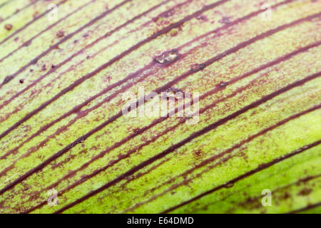 L'Angélique - Angelica archangelica détail tige Islande PL002252 Banque D'Images