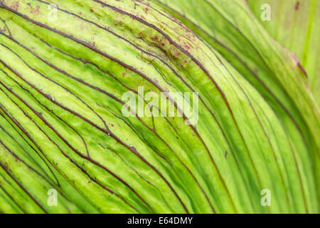 L'Angélique - Angelica archangelica détail tige Islande PL002253 Banque D'Images