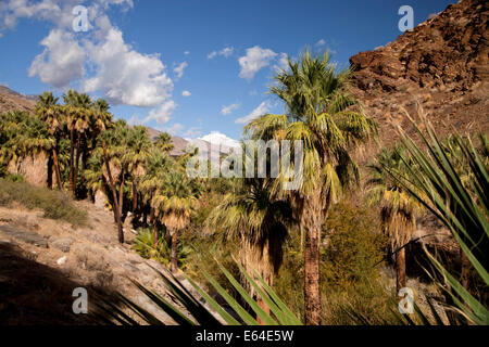 Californie Fan palm trees at Palm Canyon, Palm Springs, Californie, États-Unis d'Amérique, USA Banque D'Images