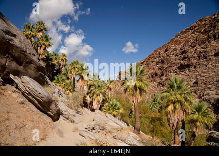 Californie Fan palm trees at Palm Canyon, Palm Springs, Californie, États-Unis d'Amérique, USA Banque D'Images