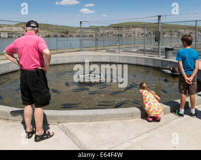 Parc national de Giant Springs, station piscicole, aquaculture, Great Falls, Montana, États-Unis Banque D'Images