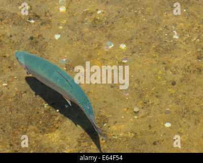 Parc national de Giant Springs, station piscicole, aquaculture, Great Falls, Montana, États-Unis Banque D'Images