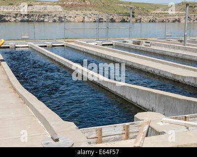 Parc national de Giant Springs, station piscicole, aquaculture, Great Falls, Montana, États-Unis Banque D'Images