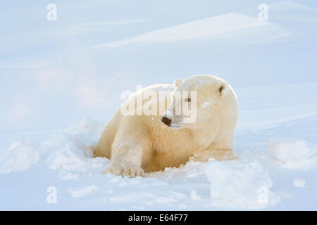 L'ours polaire (Ursus maritimus) qui sort de sa tanière avec rétroéclairage à Wapusk National Park, Canada. Banque D'Images