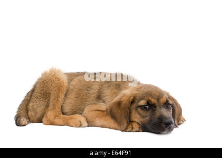 Il s'agit d'une véritable chiot errant qui était de faible pour reposer quelques jours avant cette photo a été prise, elle a maintenant un foyer aimant aimant Banque D'Images