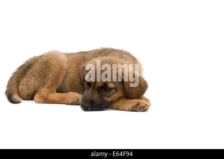 Il s'agit d'une véritable chiot errant qui était de faible pour reposer quelques jours avant cette photo a été prise, elle a maintenant un foyer aimant aimant Banque D'Images