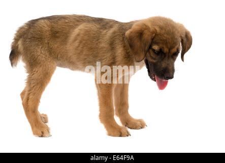 Il s'agit d'une véritable chiot errant qui était de faible pour reposer quelques jours avant cette photo a été prise, elle a maintenant un foyer aimant aimant Banque D'Images