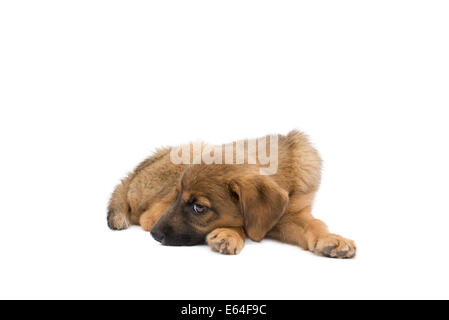 Il s'agit d'une véritable chiot errant qui était de faible pour reposer quelques jours avant cette photo a été prise, elle a maintenant un foyer aimant aimant Banque D'Images